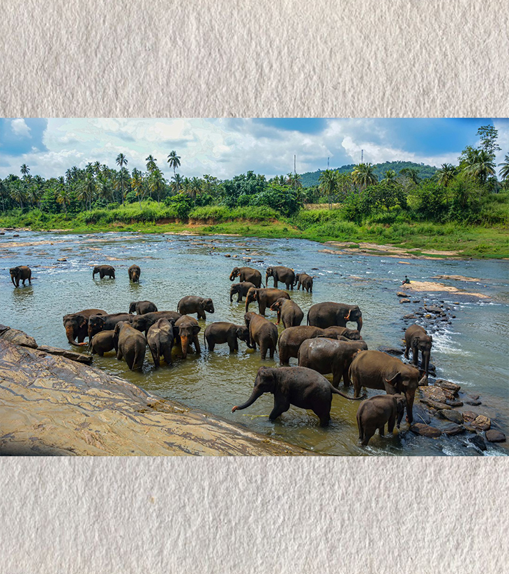Premium Wildlife Photography – Bathing Together: Elephants of Pinnawala by Sayantan Sengupta (8"x12") | Indi Temptation