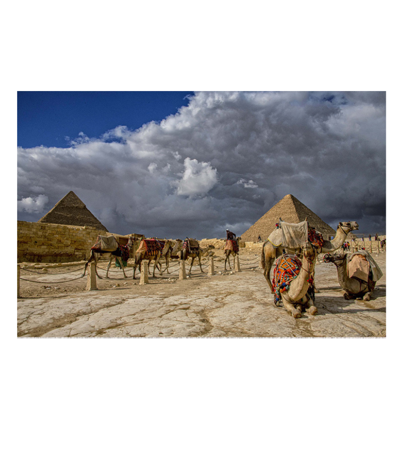 Premium Grand Wall Art – Echoes of Empire: Camels & Pyramids, Cairo by Sayantan Sengupta (18"x24") | Indi Temptation