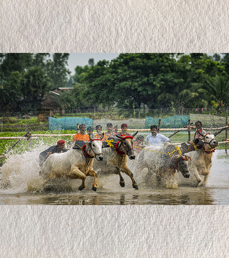 Premium Large Format Photography – Fields of Thunder: Moichara Bull Race, West Bengal by Sayantan Sengupta (24"x36") | Indi Temptation