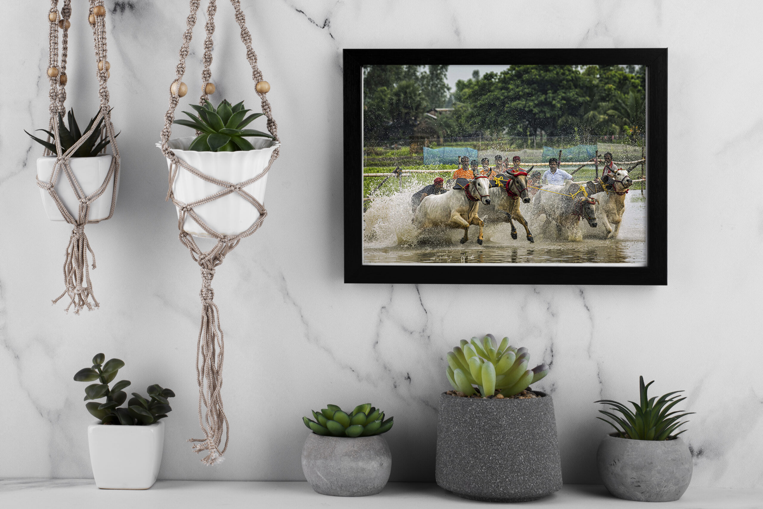 Premium Large Format Photography – Fields of Thunder: Moichara Bull Race, West Bengal by Sayantan Sengupta (24"x36") | Indi Temptation