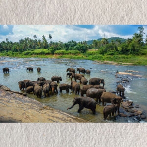 "Bathing Together – Elephants of Pinnawala"
