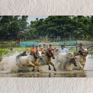 "Fields of Thunder – Moichara Bull Race, West Bengal"