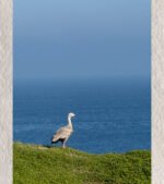 The Watcher of the Blue Beyond
