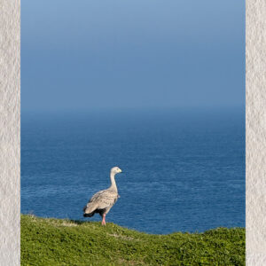 The Watcher of the Blue Beyond
