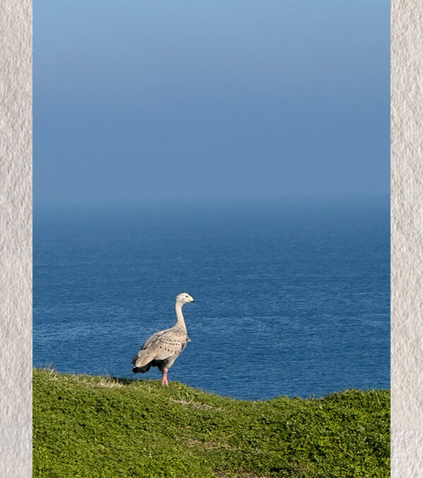 The Watcher of the Blue Beyond