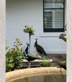 Courtship in Stillness