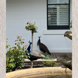 Courtship in Stillness