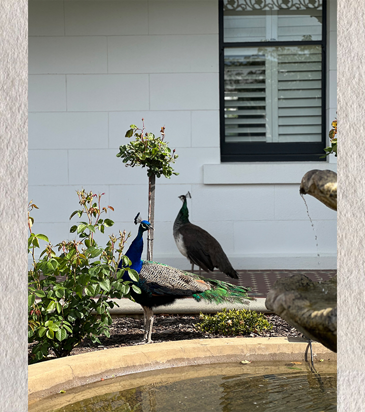 Courtship in Stillness