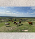 Pastoral Peace