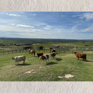 Pastoral Peace