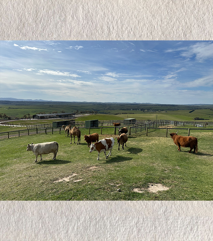 Pastoral Peace