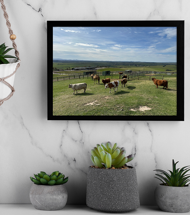 Pastoral Peace