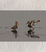 "Whispers in the Wetlands – Black-tailed Godwits, Chilika" by Debarshi Guha Roy
