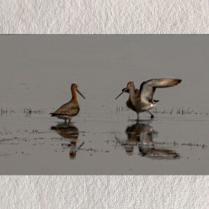 "Whispers in the Wetlands – Black-tailed Godwits, Chilika" by Debarshi Guha Roy