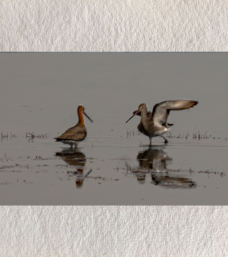 "Whispers in the Wetlands – Black-tailed Godwits, Chilika" by Debarshi Guha Roy