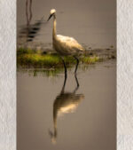"Solitary Grace – Snowy Egret, Chilika" by Debarshi Guha Roy