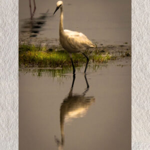 "Solitary Grace – Snowy Egret, Chilika" by Debarshi Guha Roy