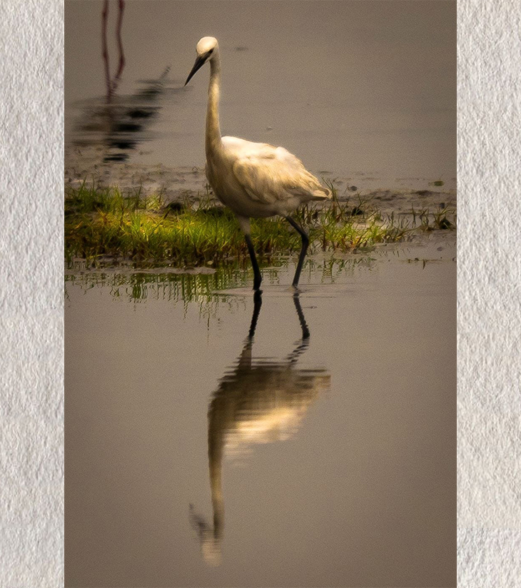 "Solitary Grace – Snowy Egret, Chilika" by Debarshi Guha Roy