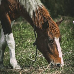 Grazing Grace