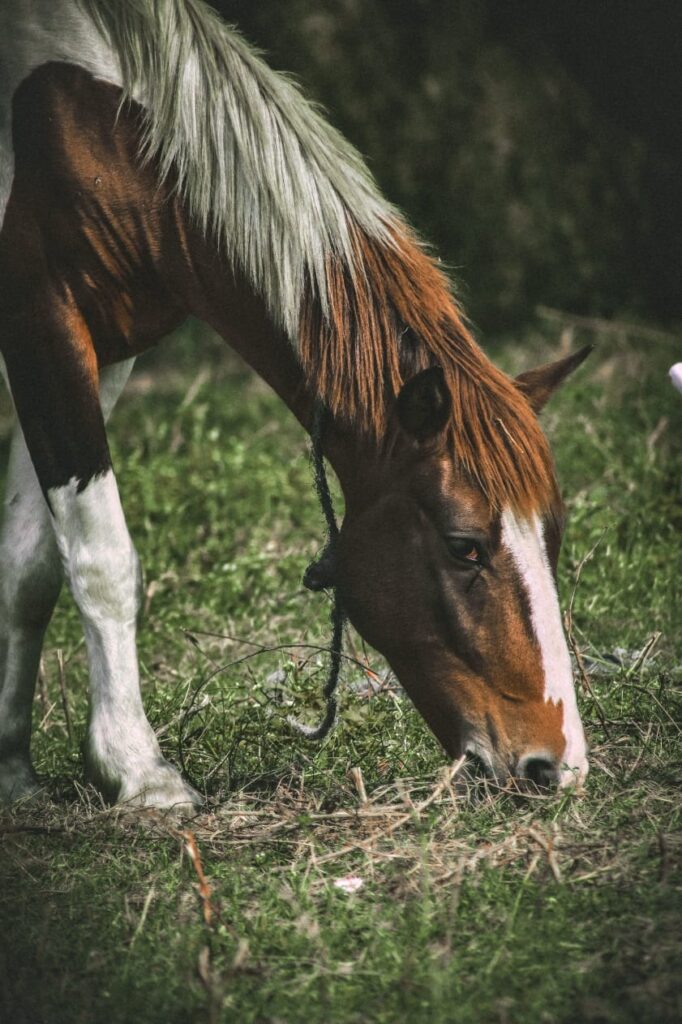 Grazing Grace